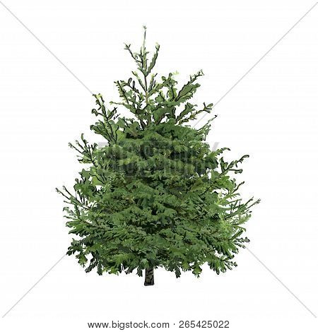 Fir-tree With Green Needles, The Color Vector Image On A White Background