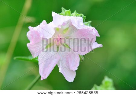 Altea Medicinal, Or Altea Apothecary (lat. Althaéa Officinális) Is A Perennial Herb, A Species Of Th