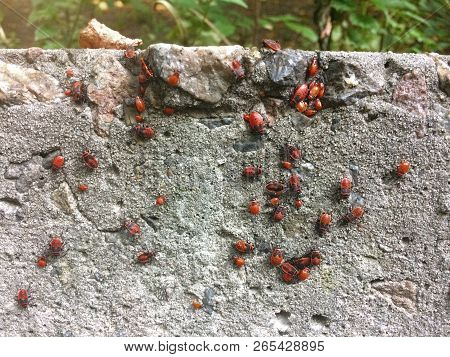 Red Soldier Bug With Black Dots On Concrete And Leaves Background. Spilostethus Pandurus.