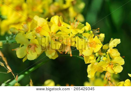 Verbascum, Common Name Mullein (also Known As Velvet Plant), Is A Genus Of  Figwort Family Scrophula