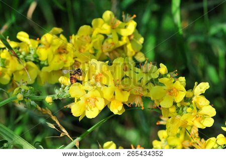 Verbascum, Common Name Mullein (also Known As Velvet Plant), Is A Genus Of  Figwort Family Scrophula