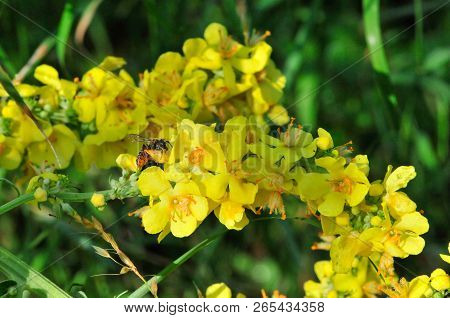 Verbascum, Common Name Mullein (also Known As Velvet Plant), Is A Genus Of  Figwort Family Scrophula