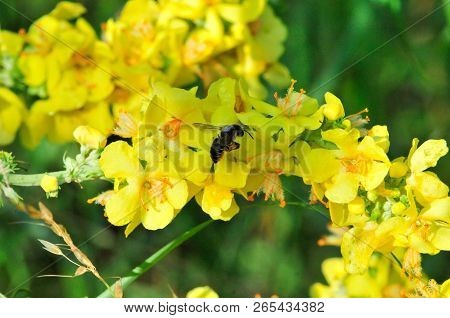 Verbascum, Common Name Mullein (also Known As Velvet Plant), Is A Genus Of  Figwort Family Scrophula