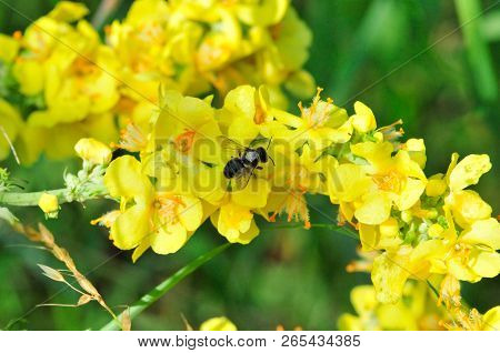 Verbascum, Common Name Mullein (also Known As Velvet Plant), Is A Genus Of  Figwort Family Scrophula