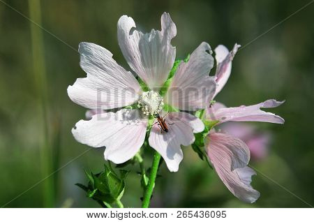 Altea Medicinal, Or Altea Apothecary (lat. Althaéa Officinális) Is A Perennial Herb, A Species Of Th