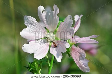 Altea Medicinal, Or Altea Apothecary (lat. Althaéa Officinális) Is A Perennial Herb, A Species Of Th