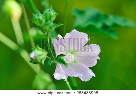 Altea Medicinal, Or Altea Apothecary (lat. Althaéa Officinális) Is A Perennial Herb, A Species Of Th
