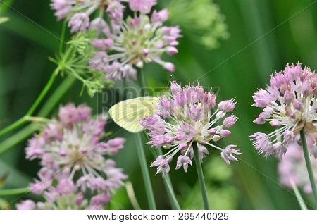 Allium, Onion Decorative. Decorative Onion (allium) - A Close Relative Conventional Edible Onion And