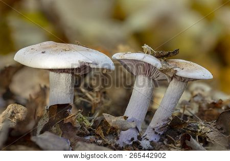 Champignon In The Forest, On Yellow Leaves In Late Autumn