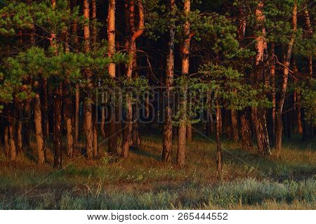 High Coniferous Trees, Pine, Under A Soft Sunlight.