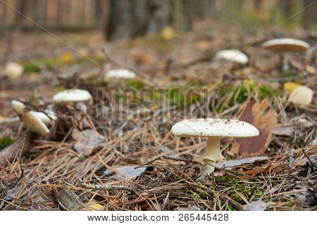 False Death Cap, Or Citron Amanita, Amanita Citrina (also Known As Amanita Mappa)