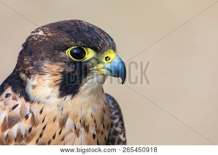 Eleonora's falcon (Falco eleonorae) closeup. Portrait of falcon looking right, photographed in profile.