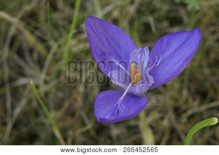 Purple Wildflower - Autumn Flowers - Crociris, Crocus Banaticus