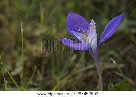 Purple Wildflower - Autumn Flowers - Crociris, Crocus Banaticus