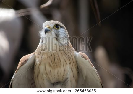 This Is A Close Up Of A Nankeen Kestrel