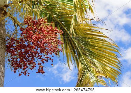 Manila Palm. Red Tropical Berries -fruit Of The Christmas Palm.