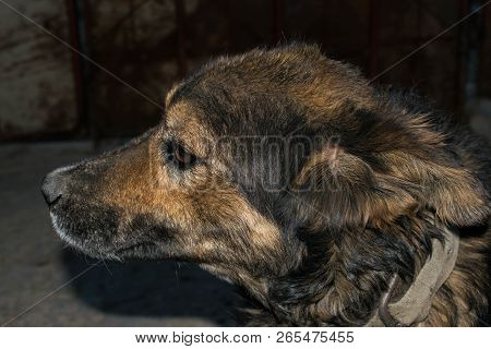 Dog  Eyes Large Pet For Design Background