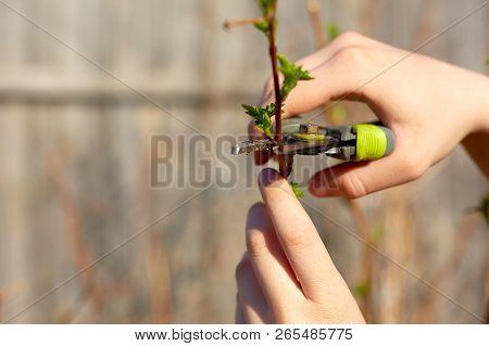 Pruning Fruit Trees With Garden Secateurs In Spring Garden