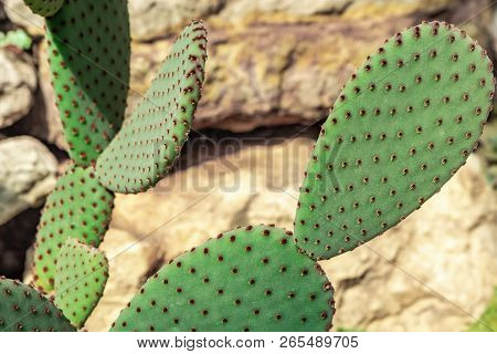 Cactus On The Background Of Stones. Cactus Plant Opuntia Microdasys Rufida
