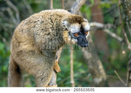 Common Brown Lemur - Red Lemur (eulemur Rufus), Portrait.endangered, Endemic..madagascar.