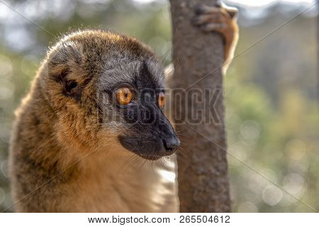 Common Brown Lemur - Red Lemur (eulemur Rufus), Portrait.endangered, Endemic..madagascar.