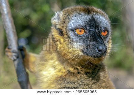 Common Brown Lemur - Red Lemur (eulemur Rufus), Portrait.endangered, Endemic..madagascar.