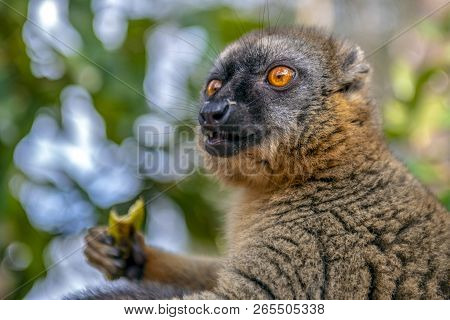 Common Brown Lemur - Red Lemur (eulemur Rufus), Portrait.endangered, Endemic..madagascar.