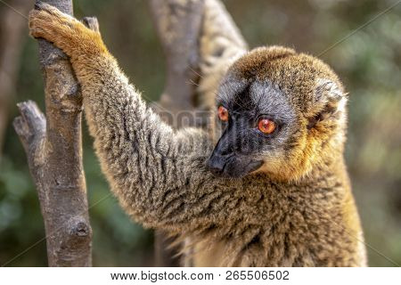Common Brown Lemur - Red Lemur (eulemur Rufus), Portrait.endangered, Endemic.