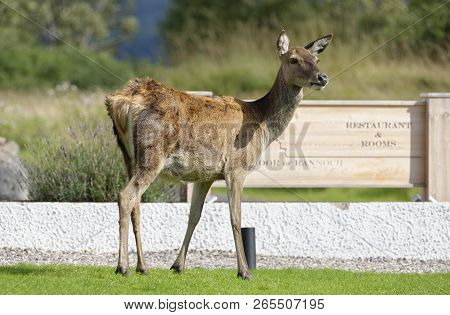 Red Deer