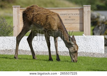 Red Deer