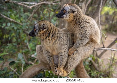 Common Brown Lemur - Red Lemur (eulemur Rufus), Endangered, Endemic.madagascar