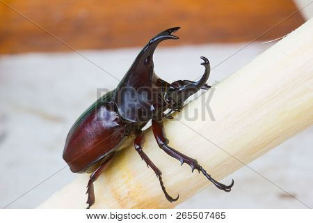 Siamese Rhinoceros Beetle (xylotrupes Gideon) Or Fighting Beetle On Sugarcane