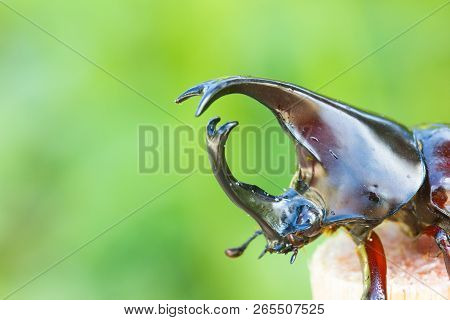 Close-up Head Of Siamese Rhinoceros Beetle (xylotrupes Gideon) Or Fighting Beetle On Sugarcane