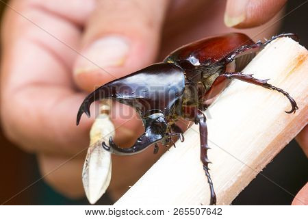 Close-up Hand Using Small Stick To Make Siamese Rhinoceros Beetle (xylotrupes Gideon) Or Fighting Be