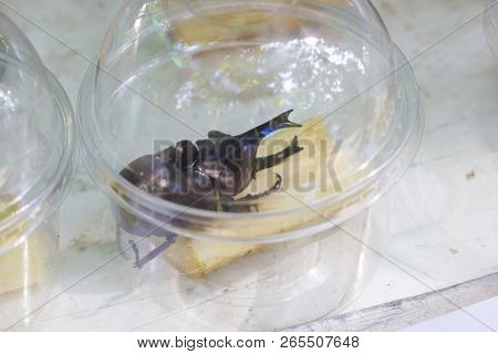 Siamese Rhinoceros Beetle (xylotrupes Gideon) Or Fighting Beetle Sold In Plastic Glass In The Market