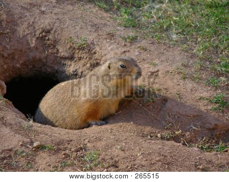 Prairie Dog 2