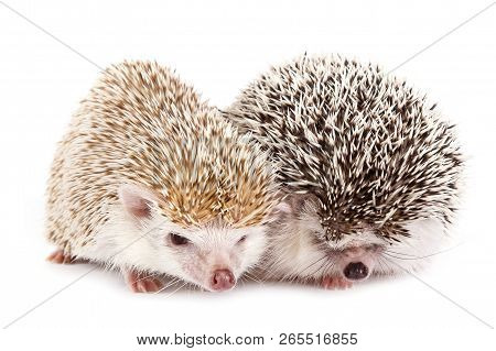 African Hedgehogs
