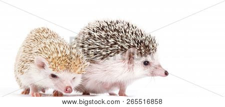 African Hedgehogs