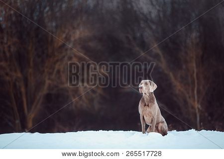 Grey Big Veimaraner At Snowing Winter In Dark Forest