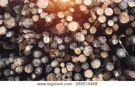 Fallen Sick Trees From The Bark Beetle, Fighting The Forest Pest With The Bark Beetle