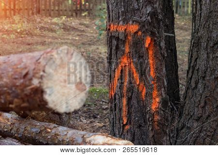 Marked Tree Tag For Further Sawing The Diseased Tree From The Bark Beetle, Fighting With The Bark Be
