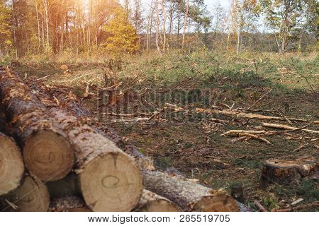 Fighting Beetle Bark Beetles, Felling Of Trees, Aids Sick And Infected Trees Bark Beetle