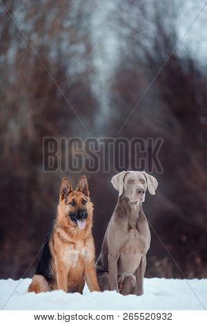 Weimaraner Dog And Cute German Shepard In A Dark Forest