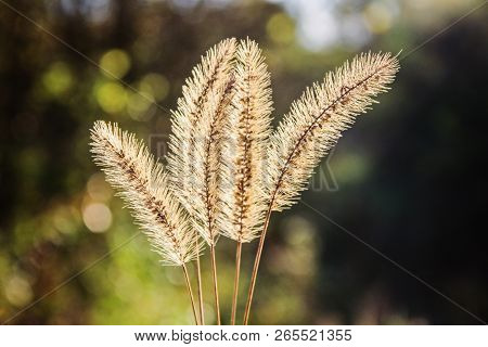 Setaria Pumila, Yellow Foxtail, Yellow Bristle-grass, Pigeon Grass Or Cattail Grass