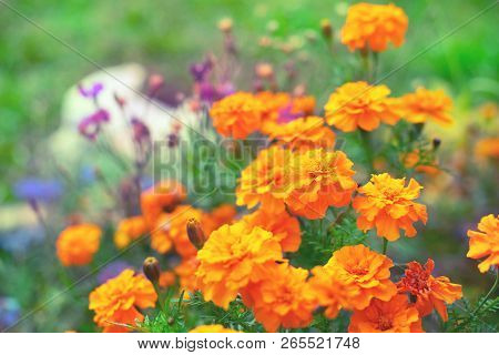 Autumn Orange Flowers On The Ground Tagetis Bloom In A Row. Years Natural Plant Selective Focus Blur