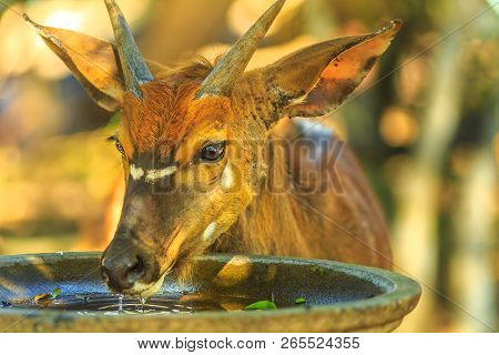 Closeup Of Young Nyala Male, A Species Of Antelope, Drinks Water In Tembe Elephant Park, South Afric