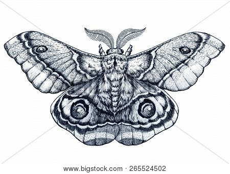 Butterfly Tattoo Art. Vector Tattoo. Antherina Suraka. Madagascar Bullseye Moth. Mystical Symbol Of 