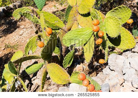 Cactus Opuncia With Fruits In Wild Nature Of Morocco In Africa
