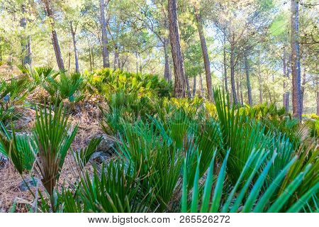 Hiking In Morocco's Rif Mountains Under Chefchaouen City, Morocco, Africa