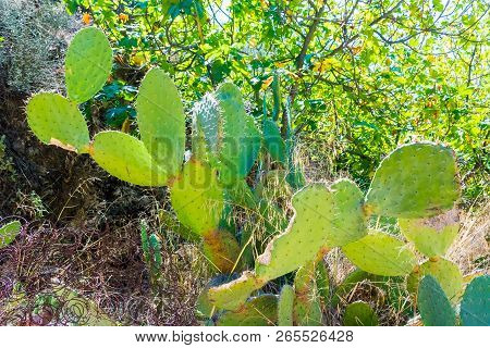 Cactus Opuncia With Fruits In Wild Nature Of Morocco In Africa